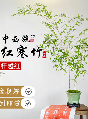 红寒竹盆栽绿植朱竹内门竹精品高档观赏竹子盆景办公室内桌面植物