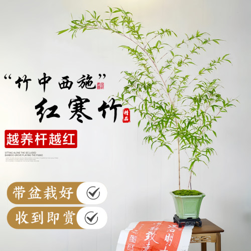 红寒竹盆栽绿植高档观赏竹子盆景
