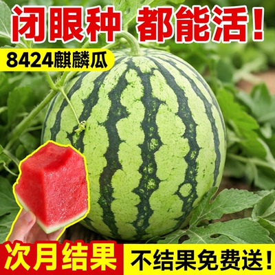 麒麟8424西瓜苗包结果30天吃西瓜