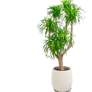 龙血树客厅绿植多头龙须树龙铁树客厅绿植室内大型龙血树植物盆栽