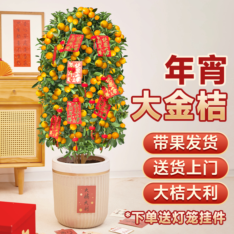 金桔树盆栽带果可食用
