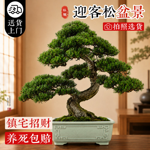正宗迎客松罗汉松老桩盆景好养