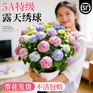 绣球花苗盆栽带花苞无尽夏绣球花老桩庭院室内阳台花卉绿植植物