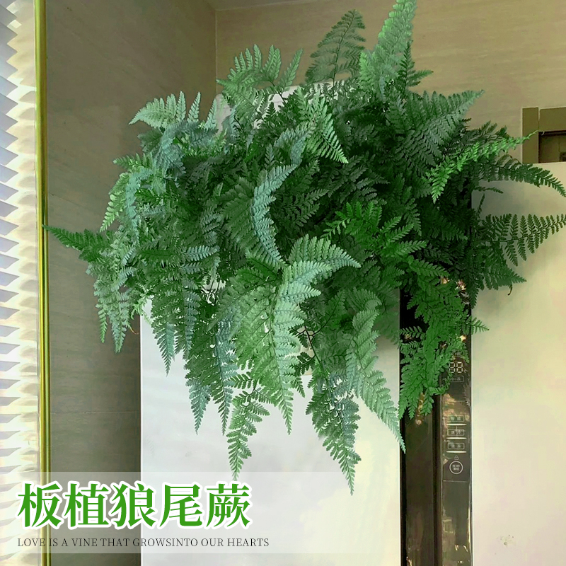 【挂板】狼尾蕨超美挂板绿植氛围