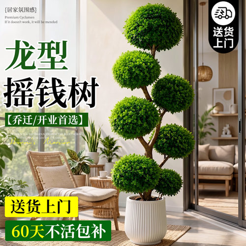室内客厅大型摇钱树招财盆栽