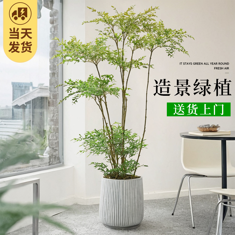 精品南天竹室内大型绿植盆栽火焰老桩树苗盆景客厅真树植物蓝天竺 鲜花速递/花卉仿真/绿植园艺 大型绿植/成品组合盆栽 原图主图