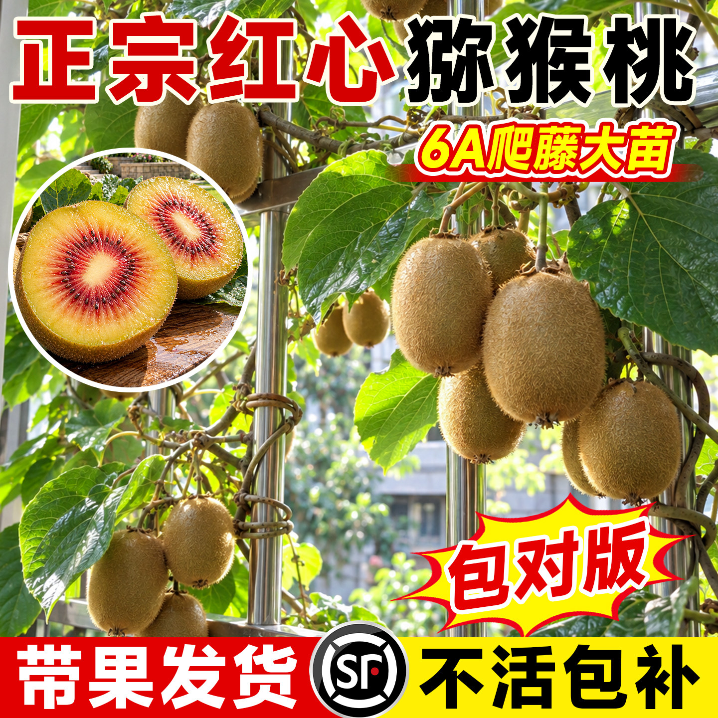正宗6A红心猕猴桃树果苗当年结果图片