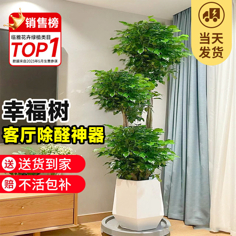 幸福树客厅盆栽大型老桩绿植办公室内平安树吸甲醛植物四季好养活怎么看?