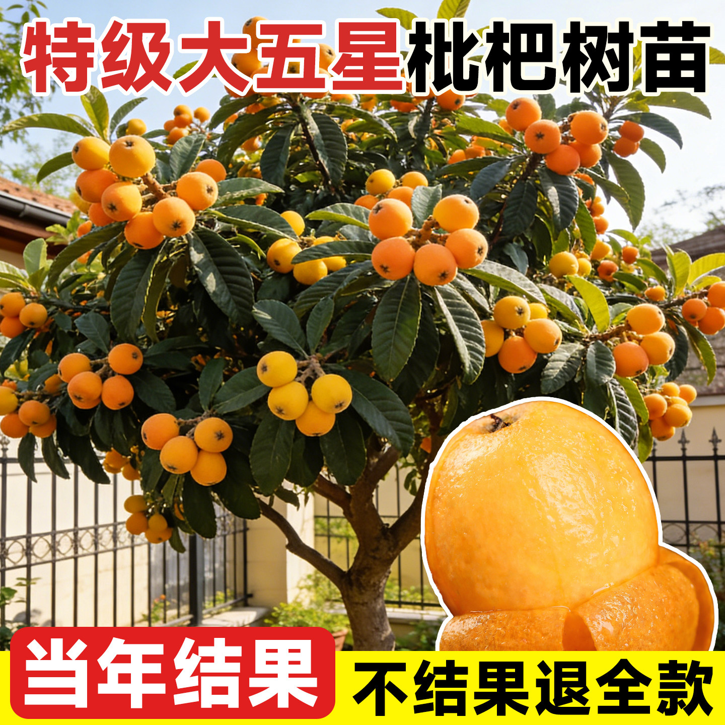 【特级大五星枇杷树苗】不活包赔图片