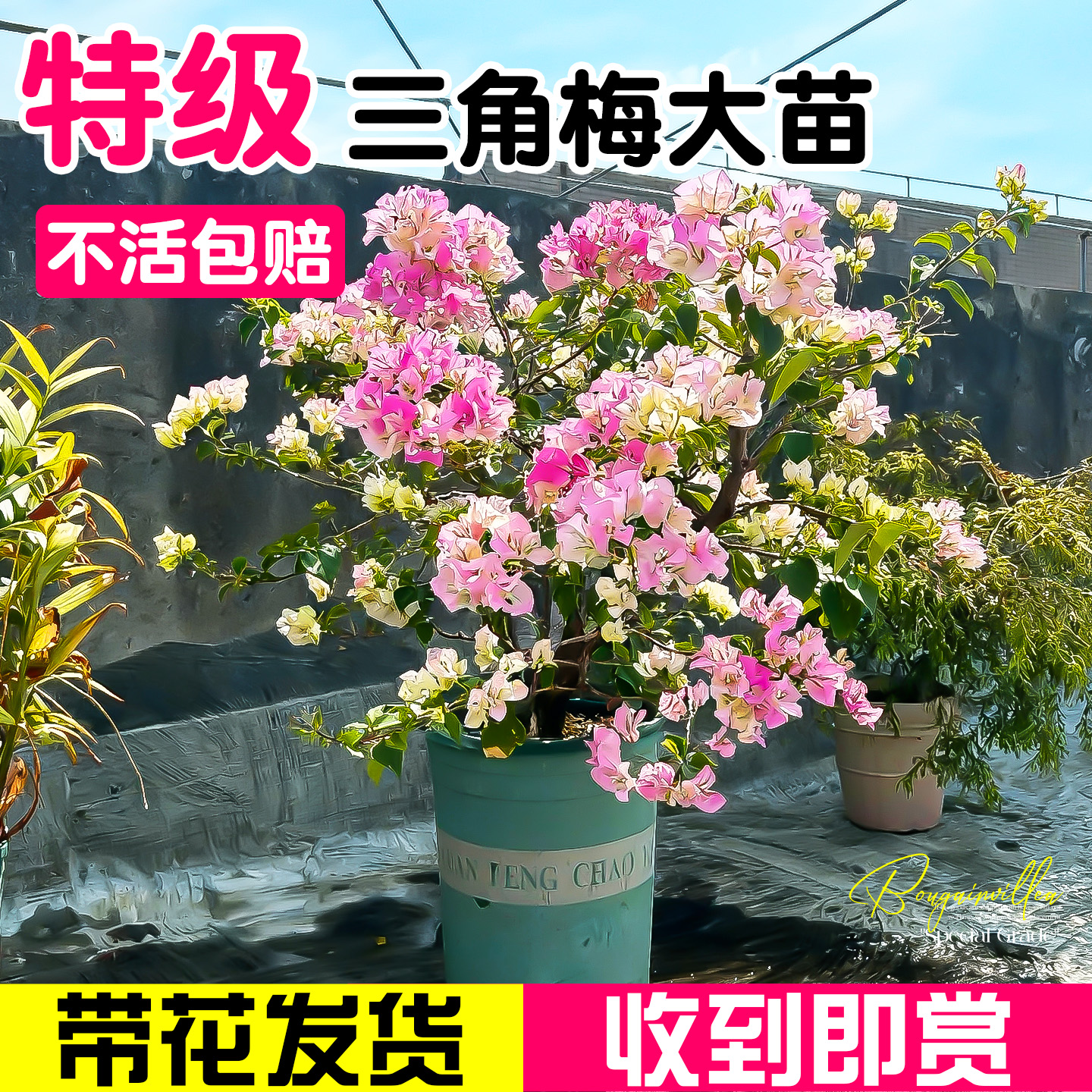 【特级带花三角梅盆栽】不活包赔