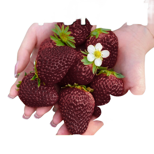 黑珍珠草莓苗秧盆栽四季结果食用奶油草梅苗特大号室内阳台绿植物