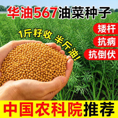 【量大优惠】华油567油菜种黄籽