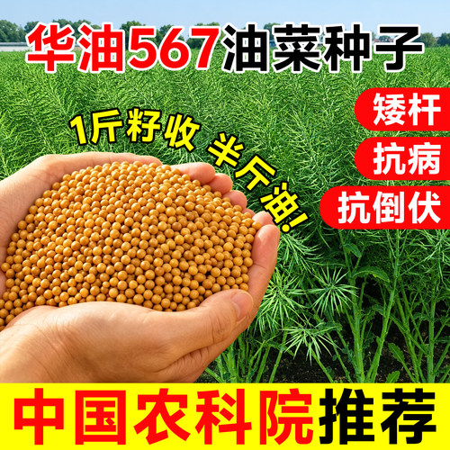 【量大优惠】华油567油菜种黄籽