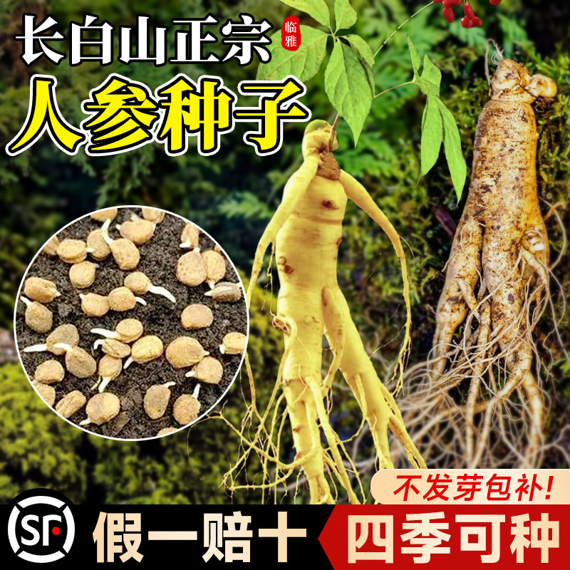 长白山人参种子四季种植野山参种籽中草药材苗种孑阳台庭院盆栽生