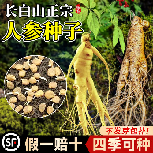 长白山人参种子四季种植野山参种