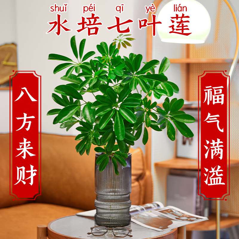 水培七叶莲鸭脚木遇水即活常绿