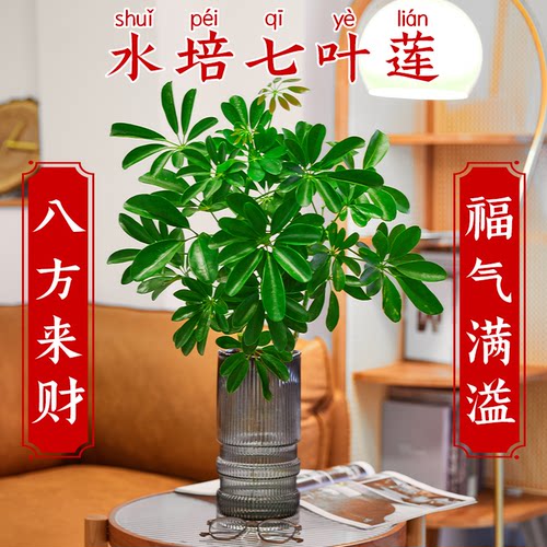 水培七叶莲鸭脚木遇水即活常绿