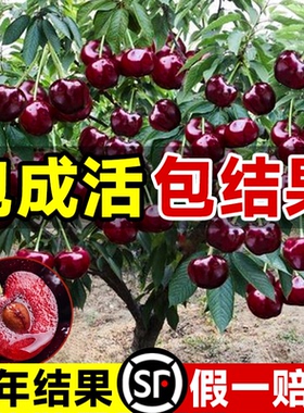 车厘子树苗正宗樱桃树苗矮化特大嫁接果树庭院名贵南北方种植盆栽