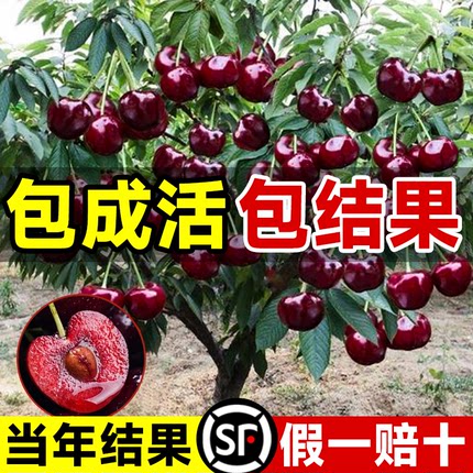 车厘子树苗正宗樱桃树苗矮化特大嫁接果树庭院名贵南北方种植盆栽