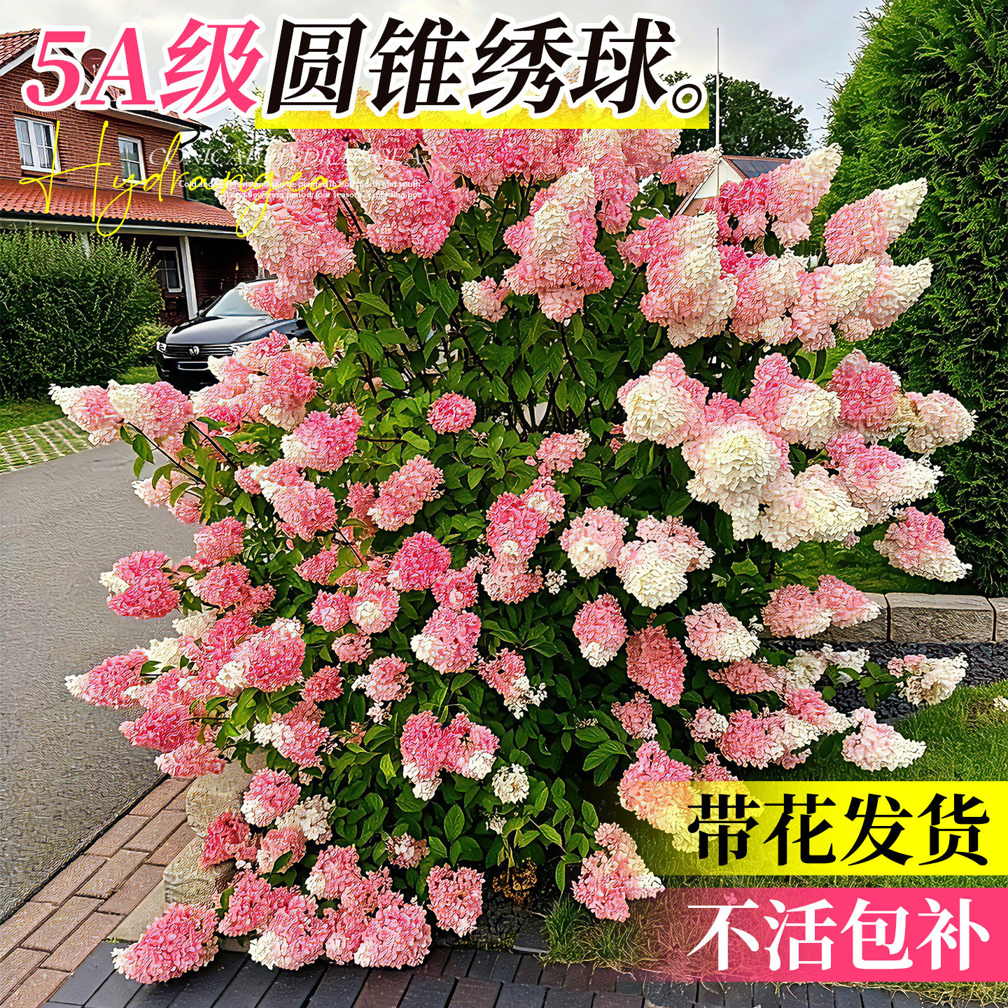圆锥绣球香草草莓绣球花大苗盆栽石灰灯绿植阳台室外庭院花卉植物