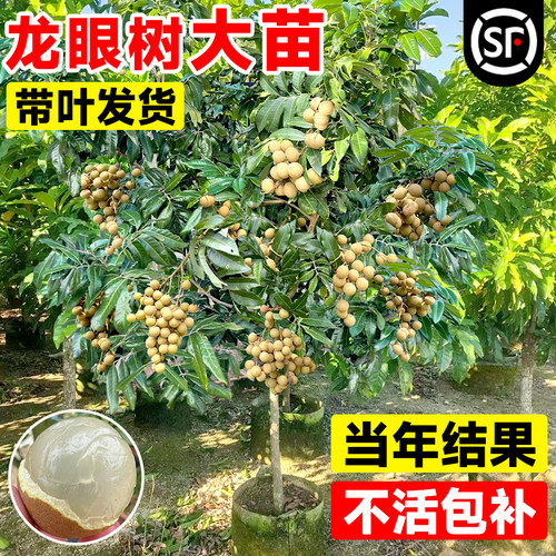 龙眼树大苗四季可种当年结果包活