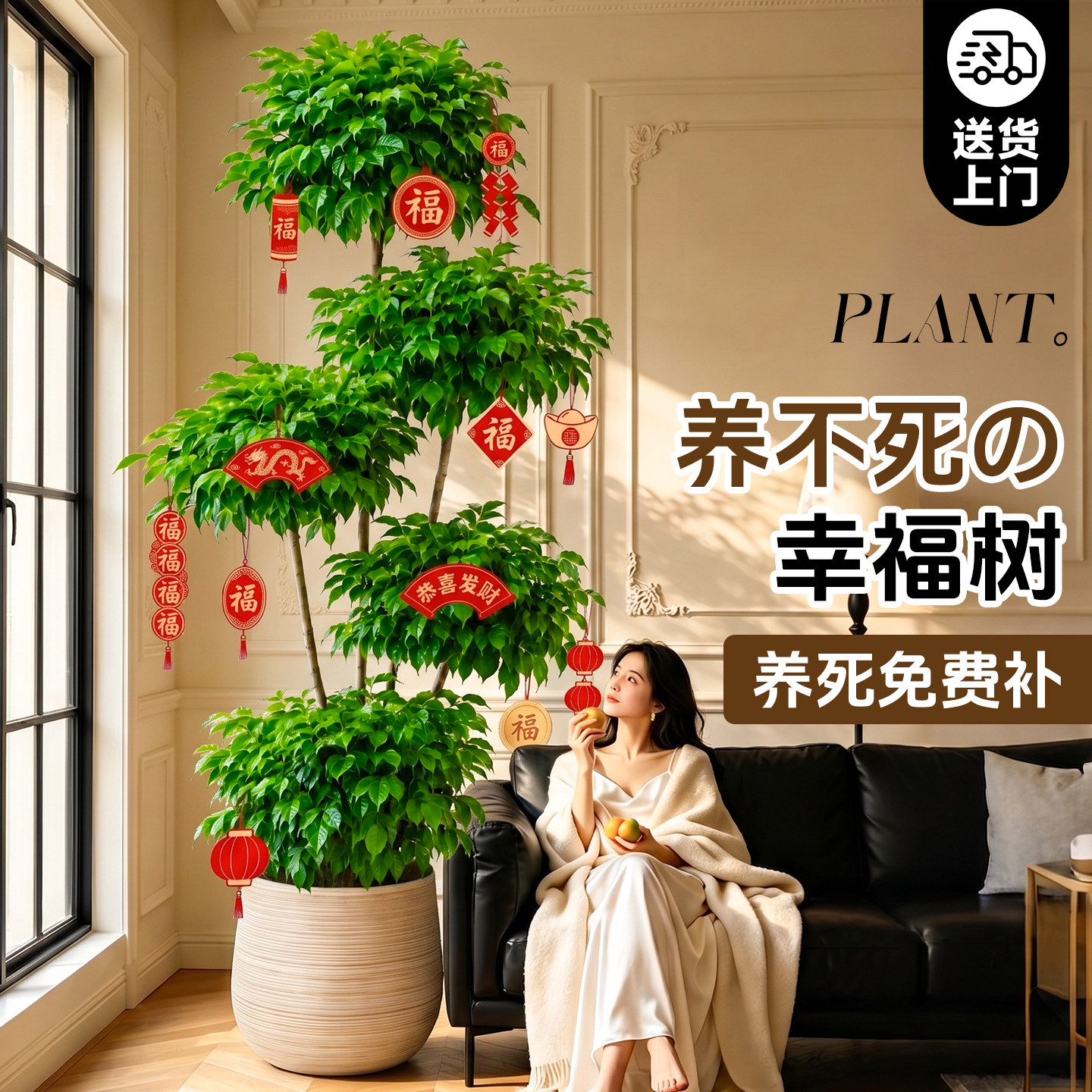 幸福树客厅大盆栽老桩植物客厅高级感室内落地大型绿植盆景好养活