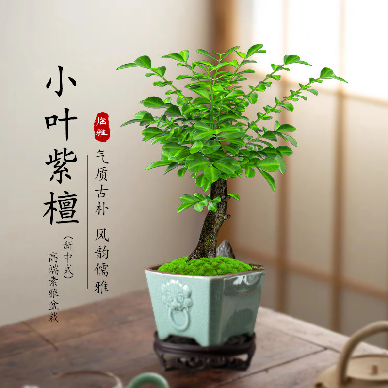 小叶紫檀老桩盆景植物室内绿植桌面树苗盆栽四季常青好养禅意花卉