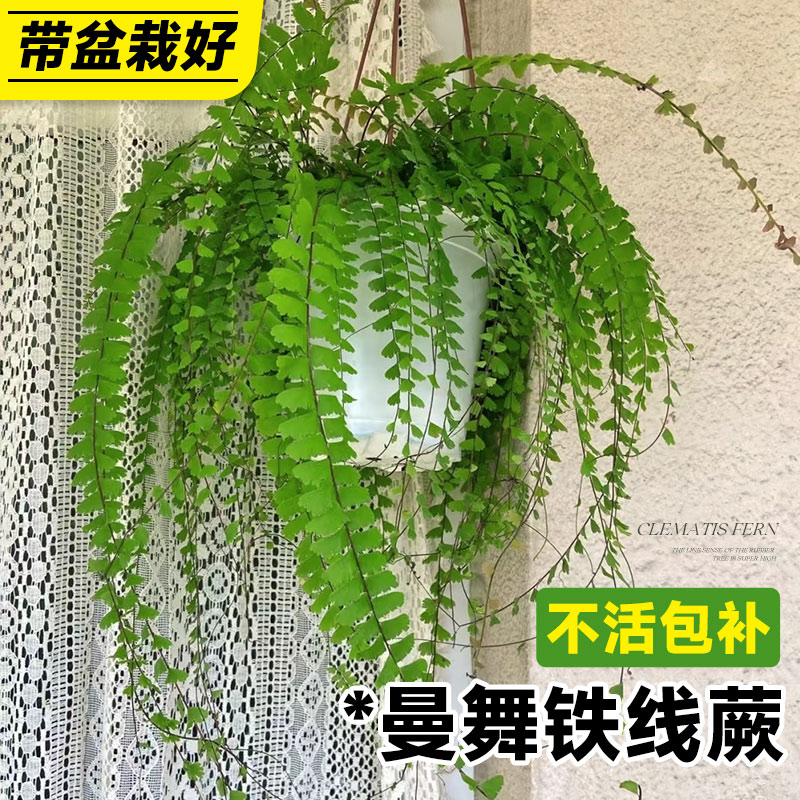 曼舞铁线蕨盆栽室内霸王蕨吊盆蕨类植物庭院造景绿植好养活四季花