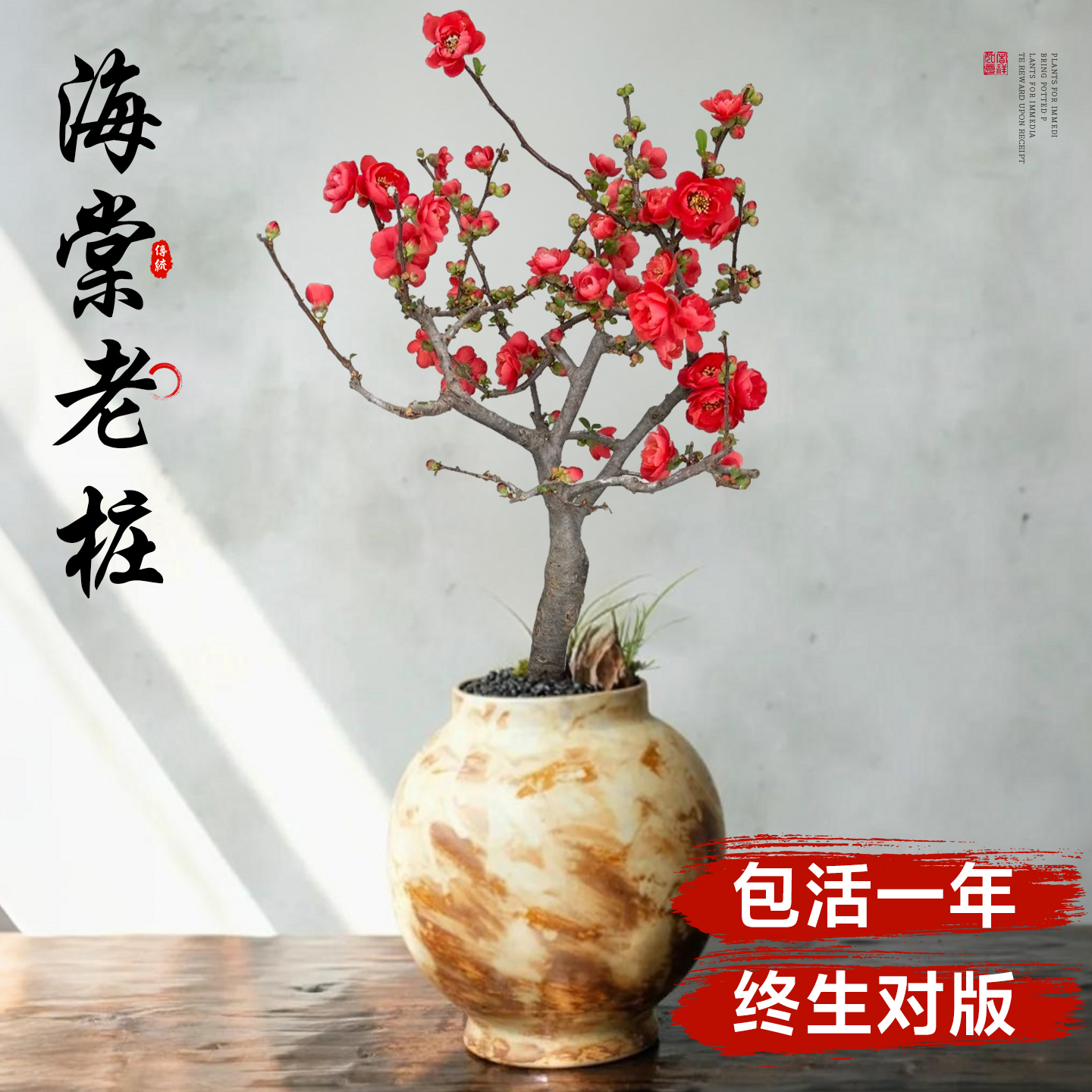 特级四季海棠盆栽【包活包对版】