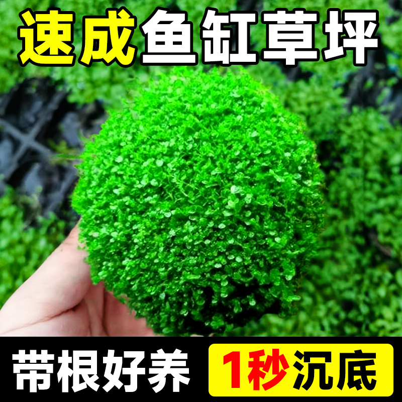 爬地矮珍珠水草日本趴地矮珍珠