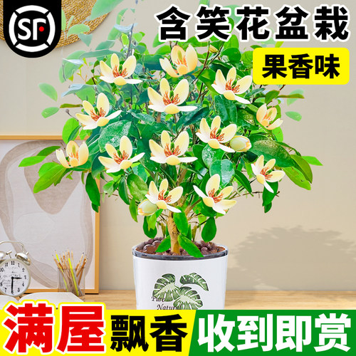 含笑花盆栽老桩树苗四季赏花