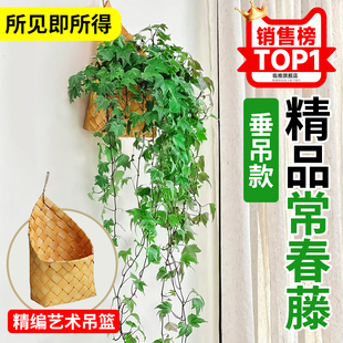 常春藤盆栽吊兰垂吊植物吊篮绿植室内挂墙壁挂爬藤吸甲醛易活四季
