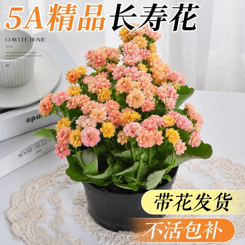 5A特级长寿花盆栽款式对版