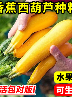 香蕉西葫芦种籽苗四季蔬菜种子室内阳台盆栽黄色金皮香蕉瓜角茭瓜