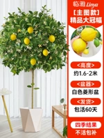 [Основное изображение] Высококачественная большая крона класса А шириной около 1,6-2 метра, белый ромбовидный горшок [со множеством ветвей и множеством результатов] бесплатный шелк кокосовой пальмы + лоток + удобрение