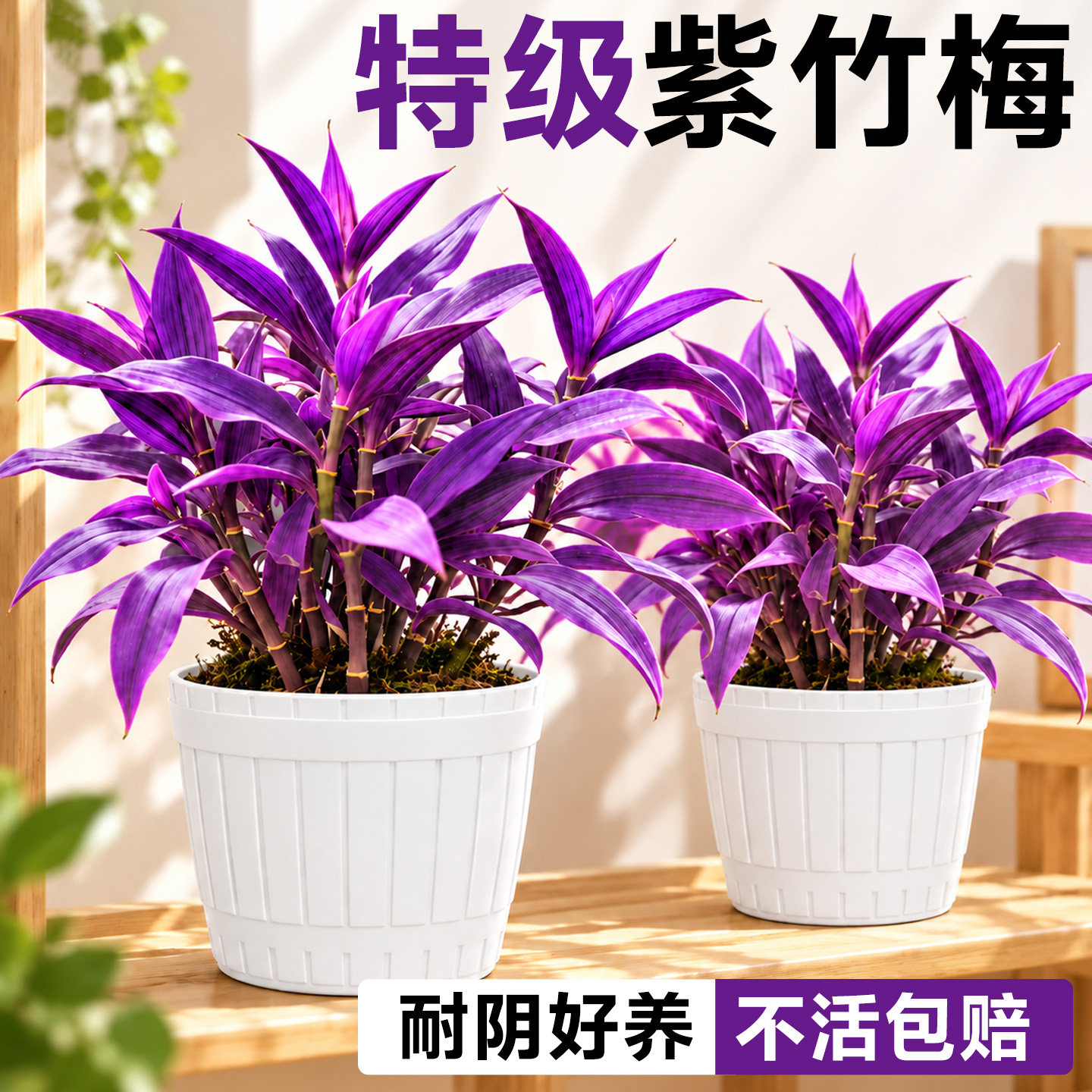 紫竹梅盆栽室内外耐阴绿植物花卉吊竹梅油画吊兰四季好养活紫罗兰