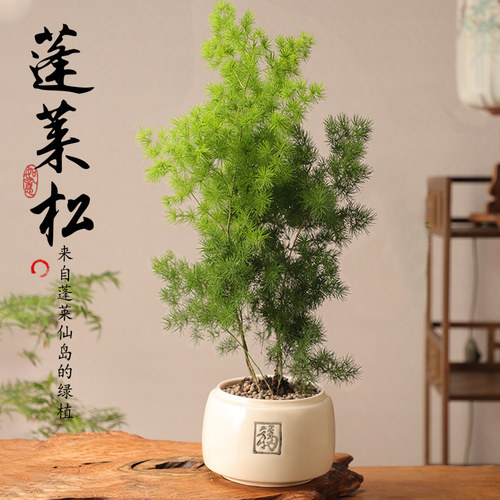 蓬莱松盆栽四季常青桌面绿植摆件