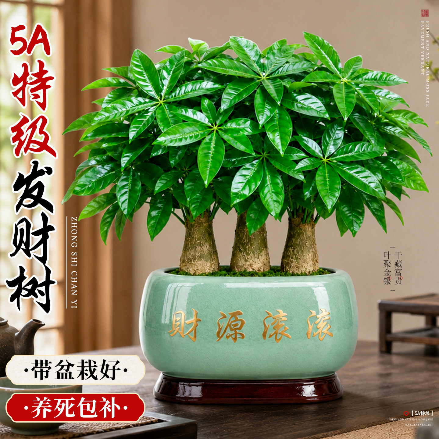 三杆发财树小盆栽办公室绿植桌面室内植物四季常青招财树好养送礼