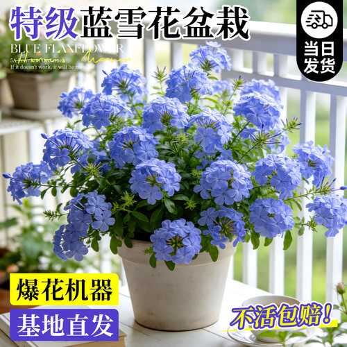 【带花发货】蓝雪花盆栽四季可养