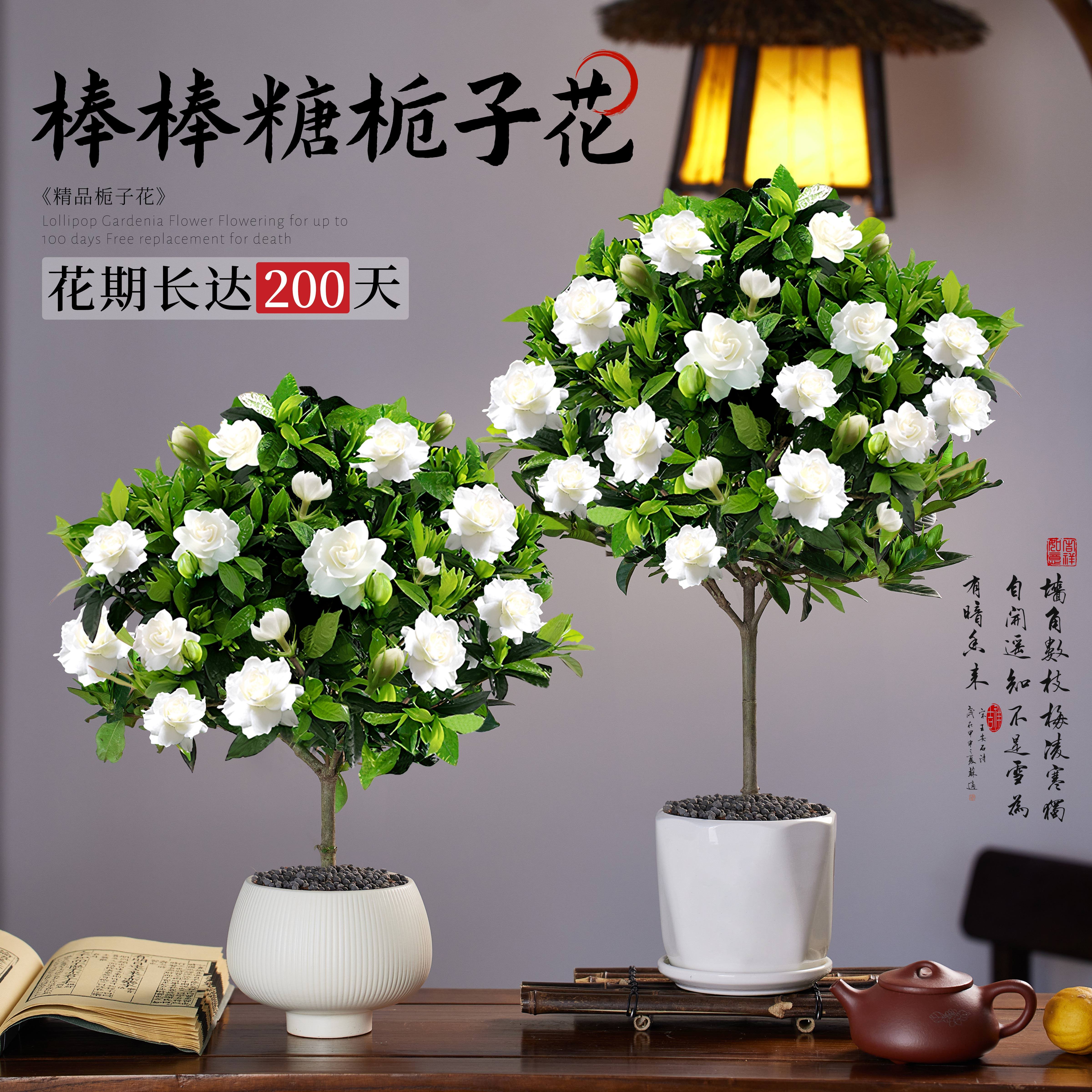 栀子花树苗盆栽四季开花棒棒糖老桩独杆花卉植物室内桅子花浓香型