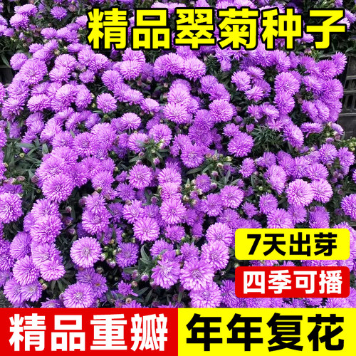 翠菊花籽糖果菊花种混色种子室外庭院北方耐寒易活野花孑四季播种