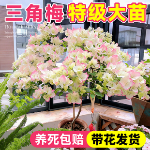 重瓣三角梅盆栽带花老桩四季开花卉大号绿樱漳红樱懒人适合养的花