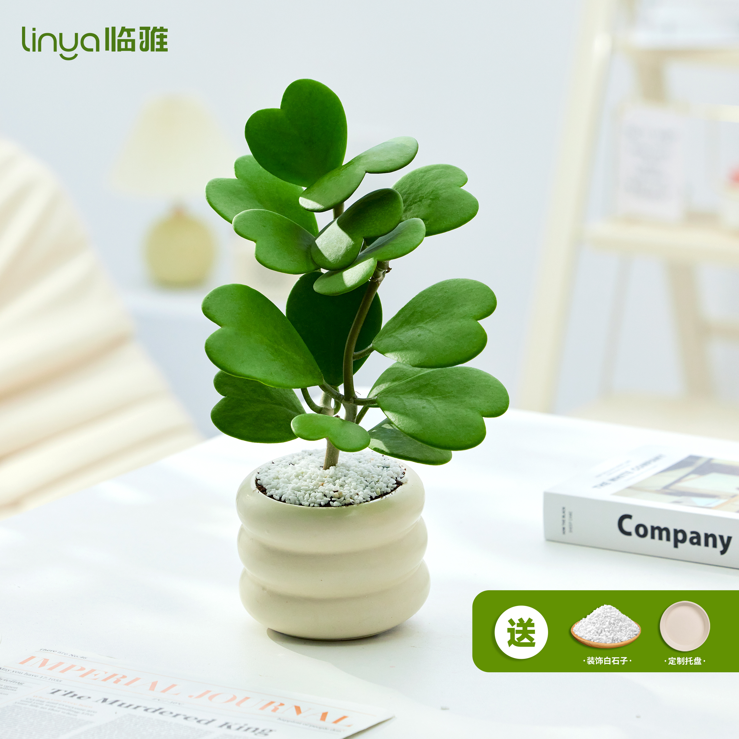 心叶球兰小盆栽办公室室内绿植