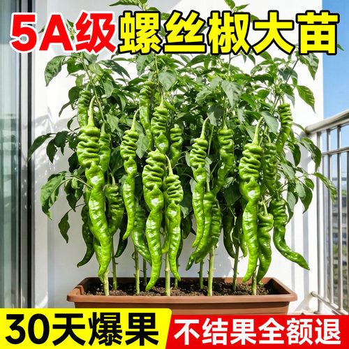 【包成活！包结果！】5A级辣椒苗