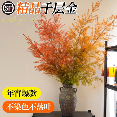 【精品】千层金年宵爆款水培好养