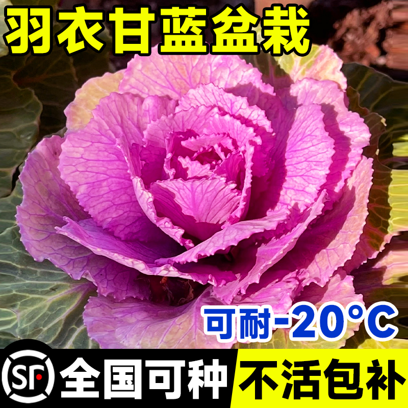 羽衣甘蓝苗盆栽老桩可食用植物室内阳台秋冬花卉种子种孑四季好养