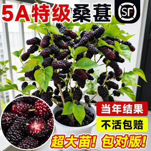 桑葚树苗嫁接果树果苗南北方种植大叶长果四季庭院盆栽地栽树莓苗