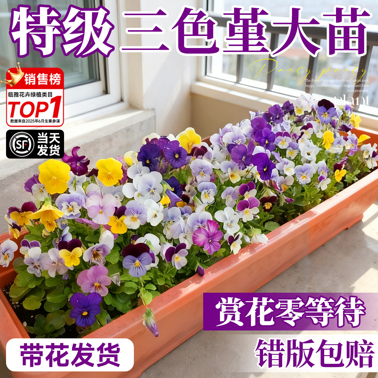 角堇大花苗盆栽带花发货耐寒好养