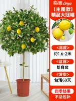 [Основное изображение] Высококачественный большой горшок для выращивания кроны класса А высотой около 1,6-2 метра [Много ветвей и много результатов] Бесплатный шелк кокосовой пальмы + лоток + удобрение