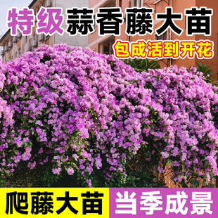 蒜香藤花苗带花苞驱蚊植物鲜花盆栽紫藤花爬藤绿植物庭院好养花卉